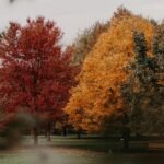 brown trees on gray concrete ground during daytime