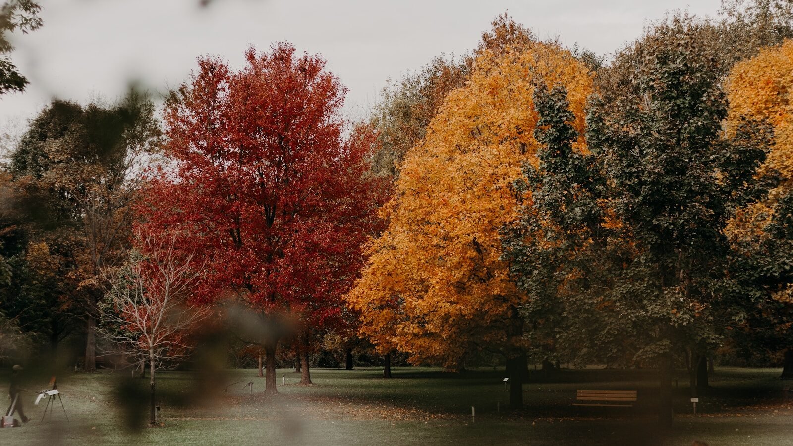 brown trees on gray concrete ground during daytime